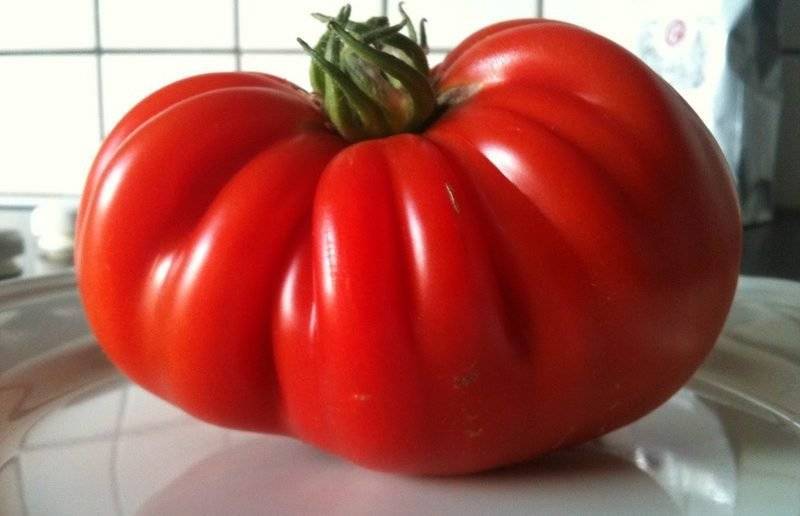 Выращивание томата марманде