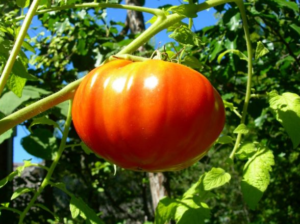 Томат король рынка — описание сорта, урожайность, фото и отзывы садоводов
