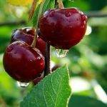 Описание сорта вишни Лютовка и характеристика урожайности, выращивание и уход