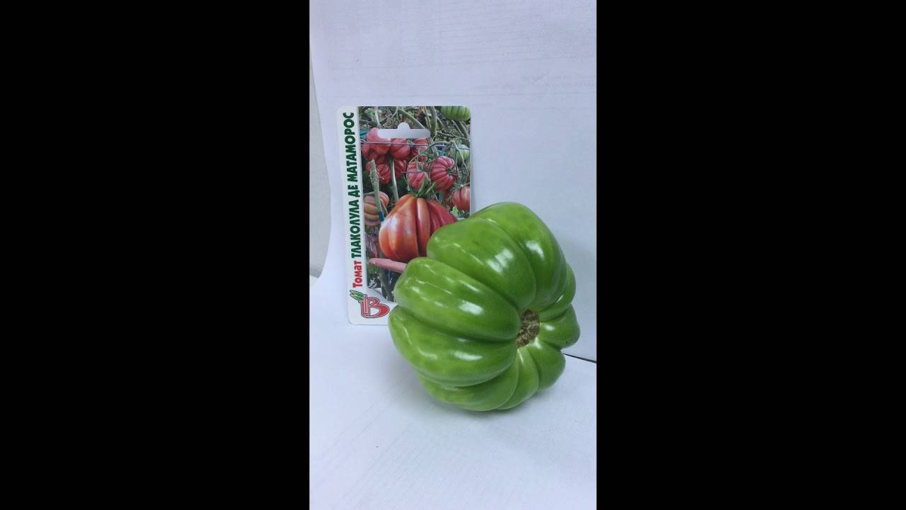 Ребристый мексиканский красавец — томат тлаколула: полное описание сорта
