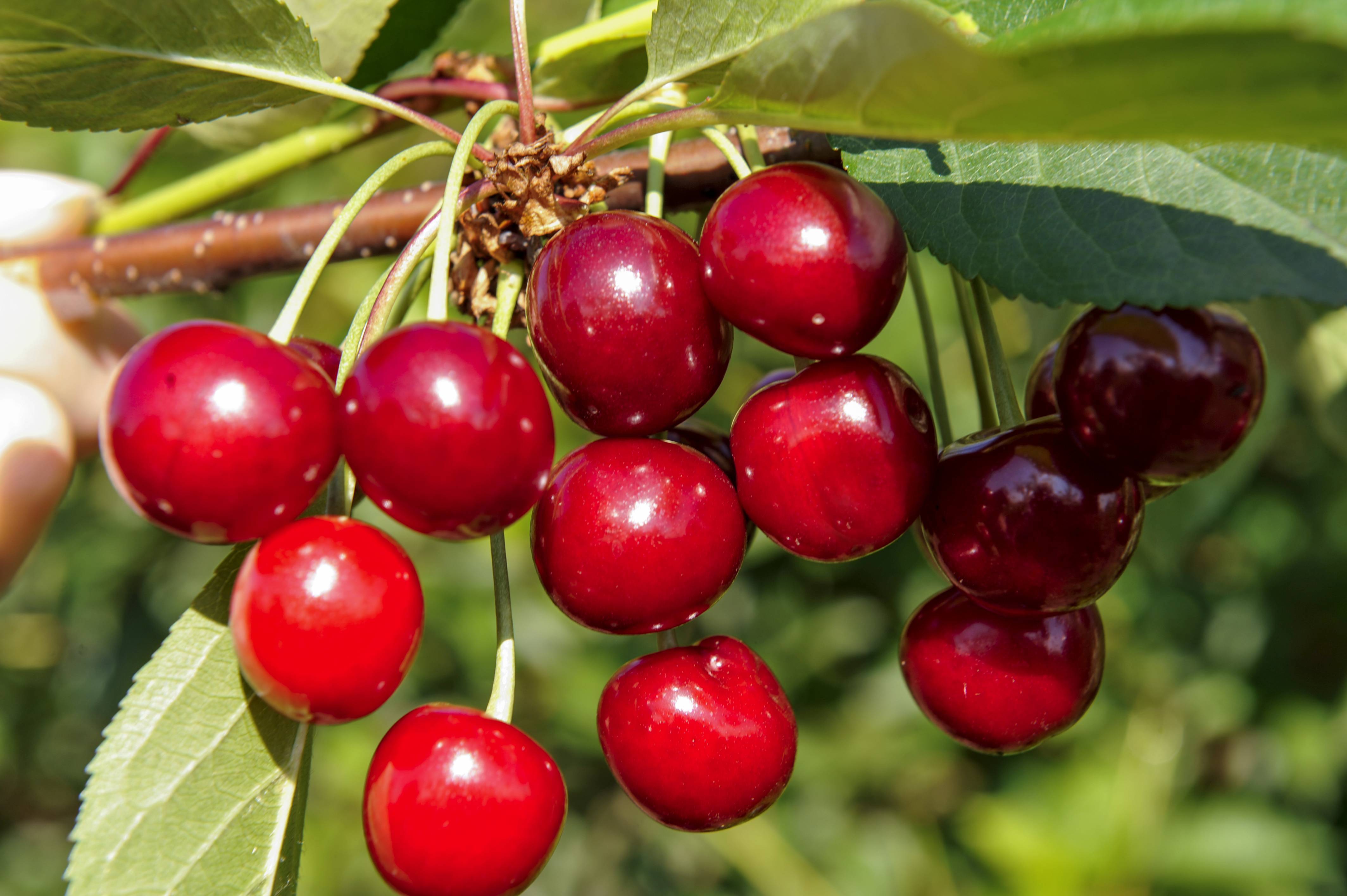 Описание сорта и характеристики плодоношения вишни гирлянда, посадка и уход