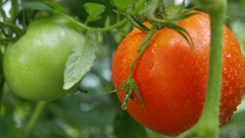 Выращивание и уход за томатом джина
