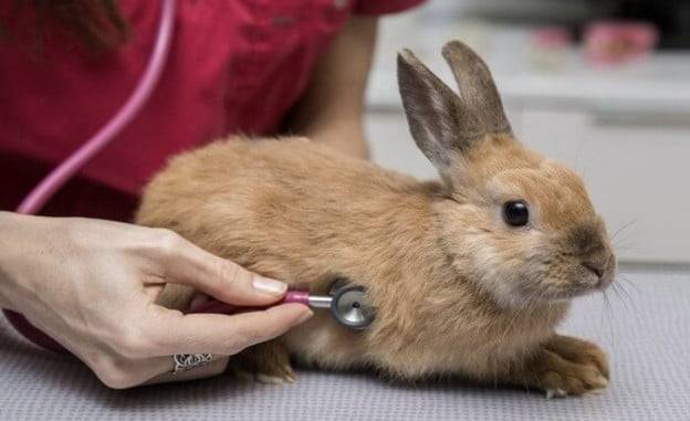 Профилактика, симптомы и лечение болезней кроликов