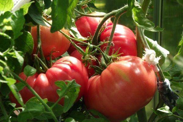Помидоры бычье сердце — выращивание томатов в теплице