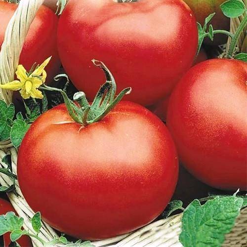 Характеристика и описание сорта томата полосатый рейс, отзывы огородников