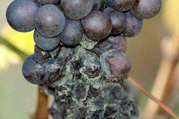Обработка винограда пищевой содой и йодом как опрыскать