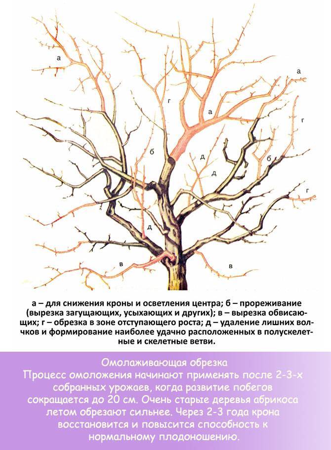Обрезка яблонь: когда и как правильно делать, схема формирования кроны