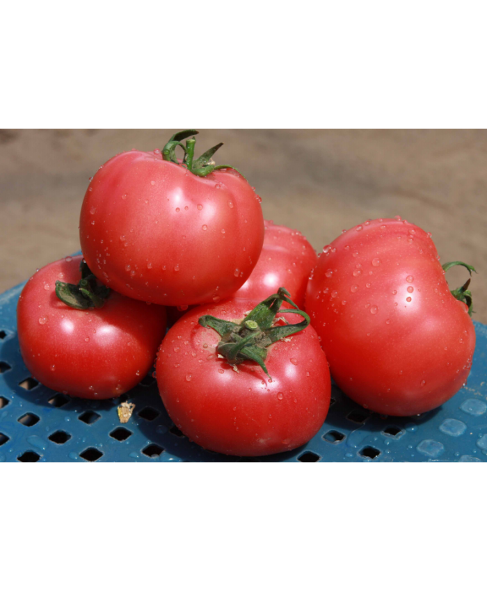 Описание сорта томата Грифон f1, его характеристики и выращивание