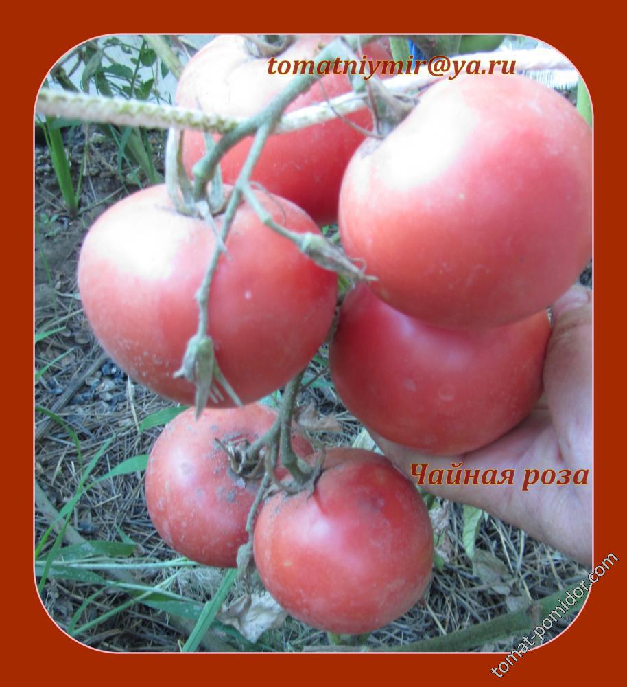 Неприхотливый в уходе, но при этом щедрый на урожай томат «чайная роза»: агротехника и советы фермеров со стажем