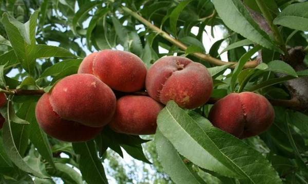Персики для подмосковья: лучшие сорта, их описание и выращивание