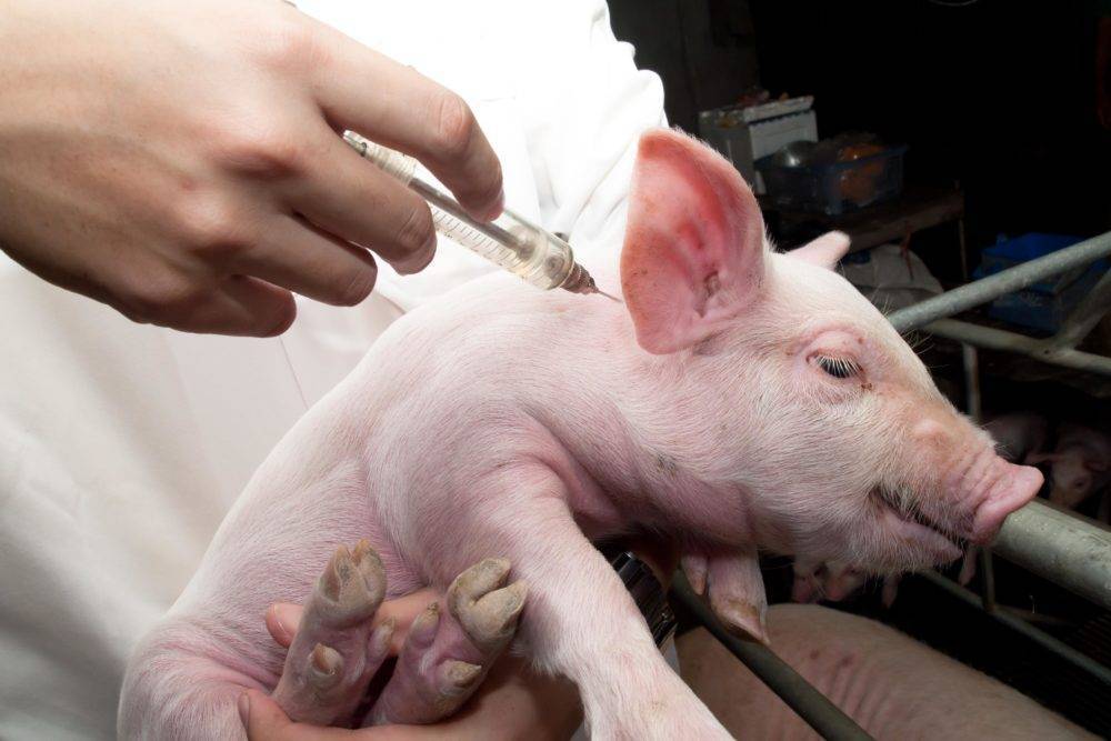Стимуляторы роста для свиней — кормовые добавки и витамины