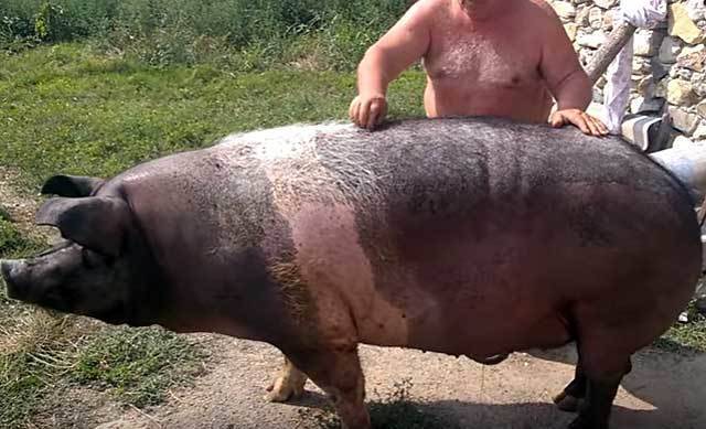 Таблица веса — характеристики массы свиней и способы замеров