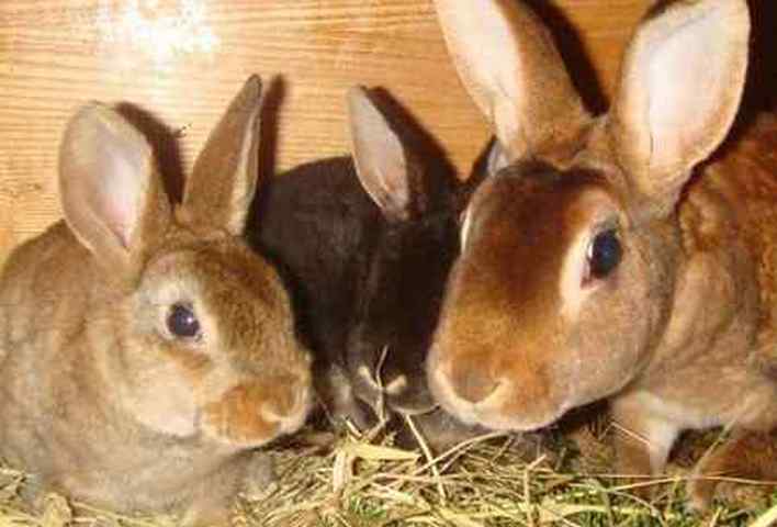 Симптомы пастереллеза у кроликов, методы лечения и способы профилактики