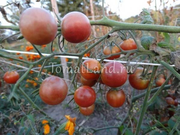 Характеристика и описание сорта томата Диковинка, его урожайность
