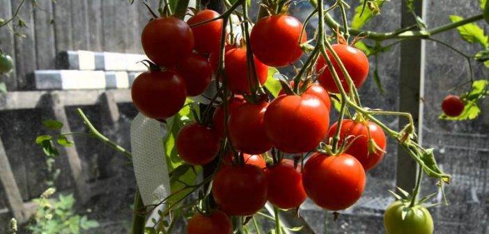 И вкусно и красиво — сорт томата садовая жемчужина