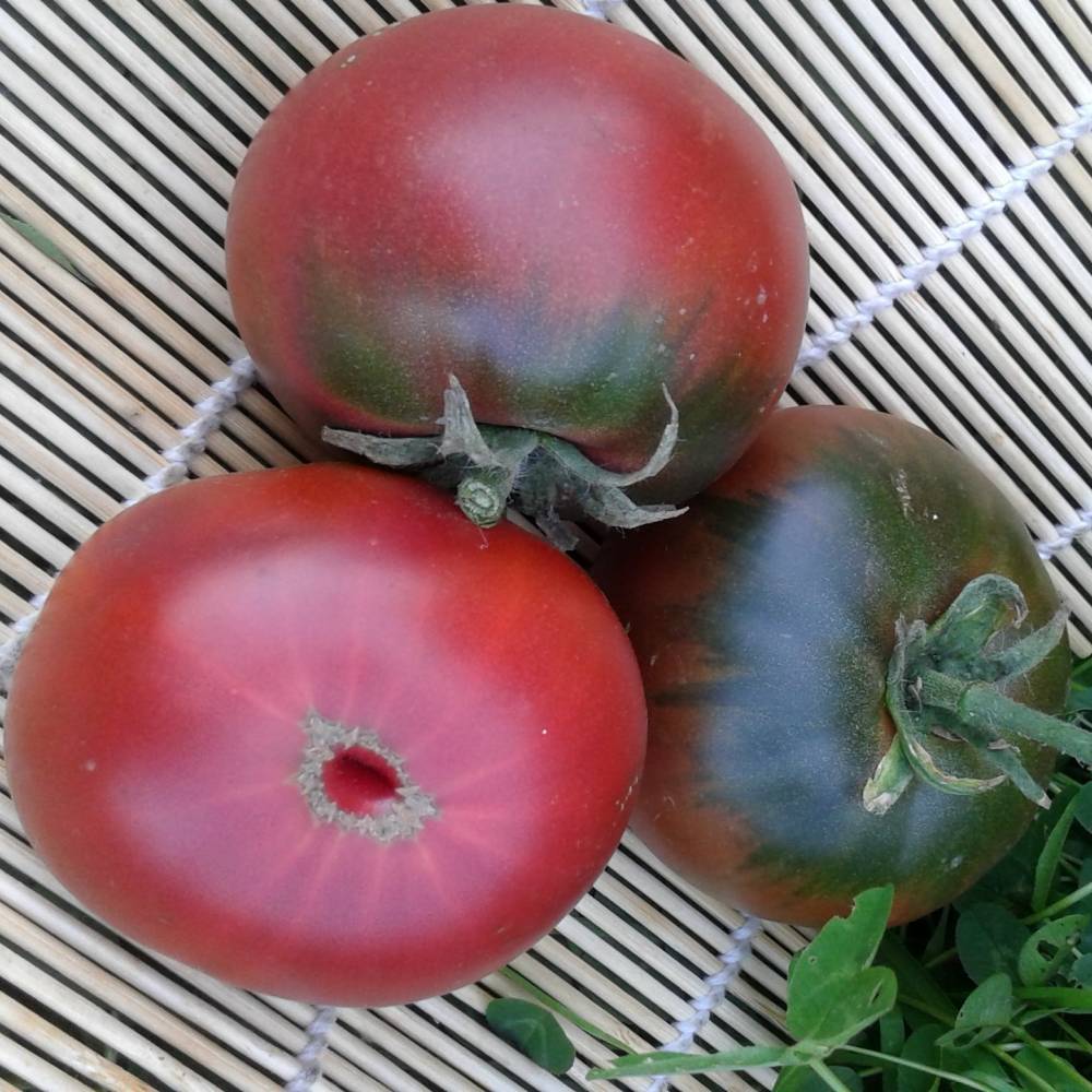 Описание лучших сортов черных помидоров для открытого грунта и теплиц