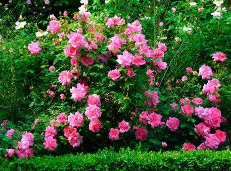 Роза плетистая: выращивание и уход в открытом грунте.
