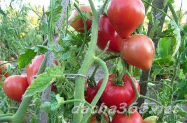 Сорт томата «абаканский розовый»: описание, характеристика, посев на рассаду, подкормка, урожайность, фото, видео и самые распространенные болезни томатов