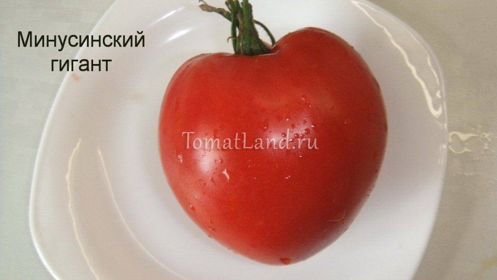 Минусинские помидоры: описание и характеристика сортов