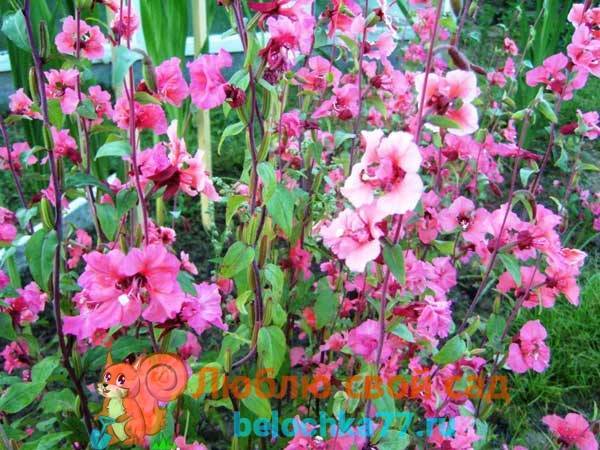 Цветы «кларкия»: выращивание из семян, посадка и уход + фото