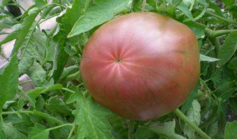 Чёрные помидоры: экзоты на томатной грядке