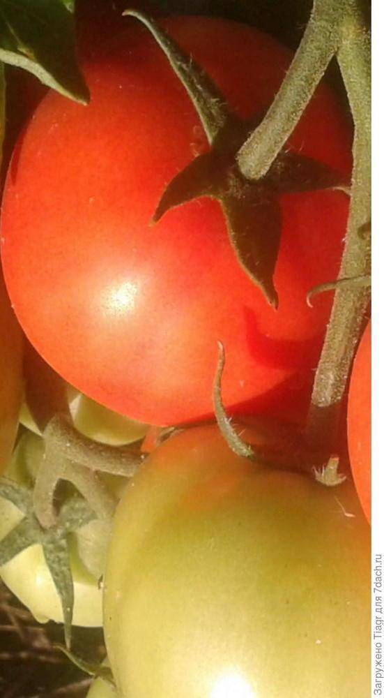 Характеристика сорта томата снежный барс, его урожайность