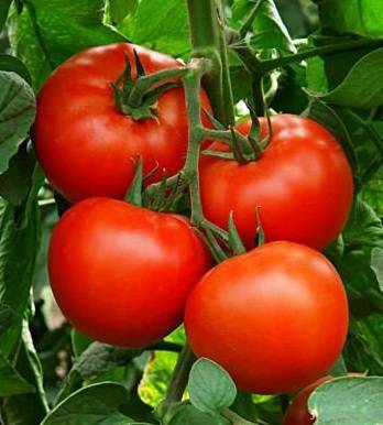 Описание сорта томата восток, особенности выращивания и ухода