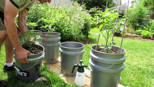 Томатов много не бывает: агротехника выращивания помидоров в теплице