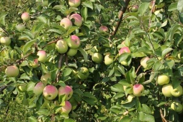 Колонновидная яблоня сорта останкино — украшение вашего сада
