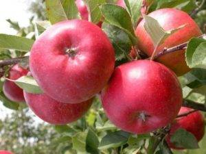 Р-активные вещества в плодах сортов и гибридов яблони
