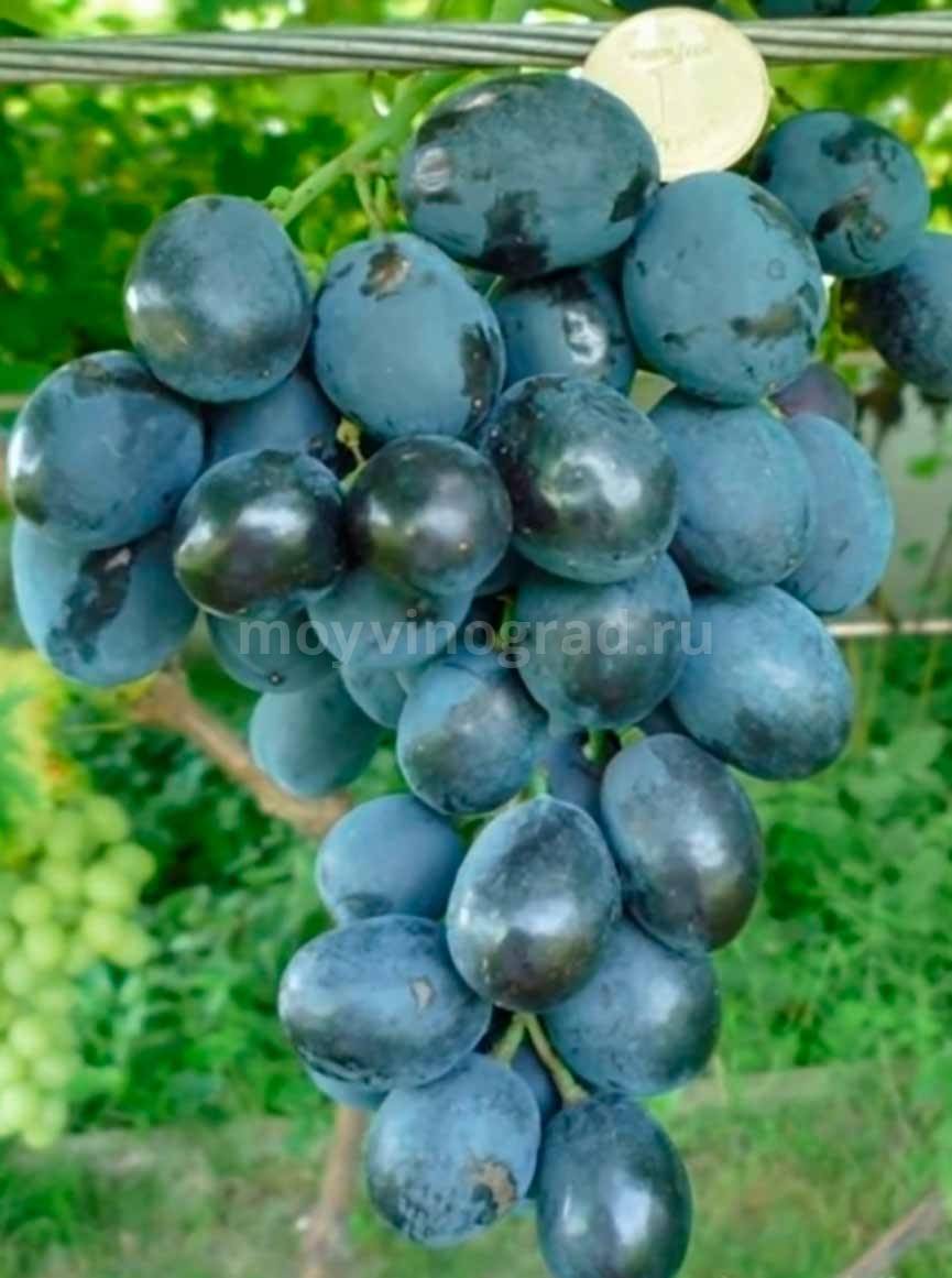 Виноград настя — один из лучших ранних столовых сортов