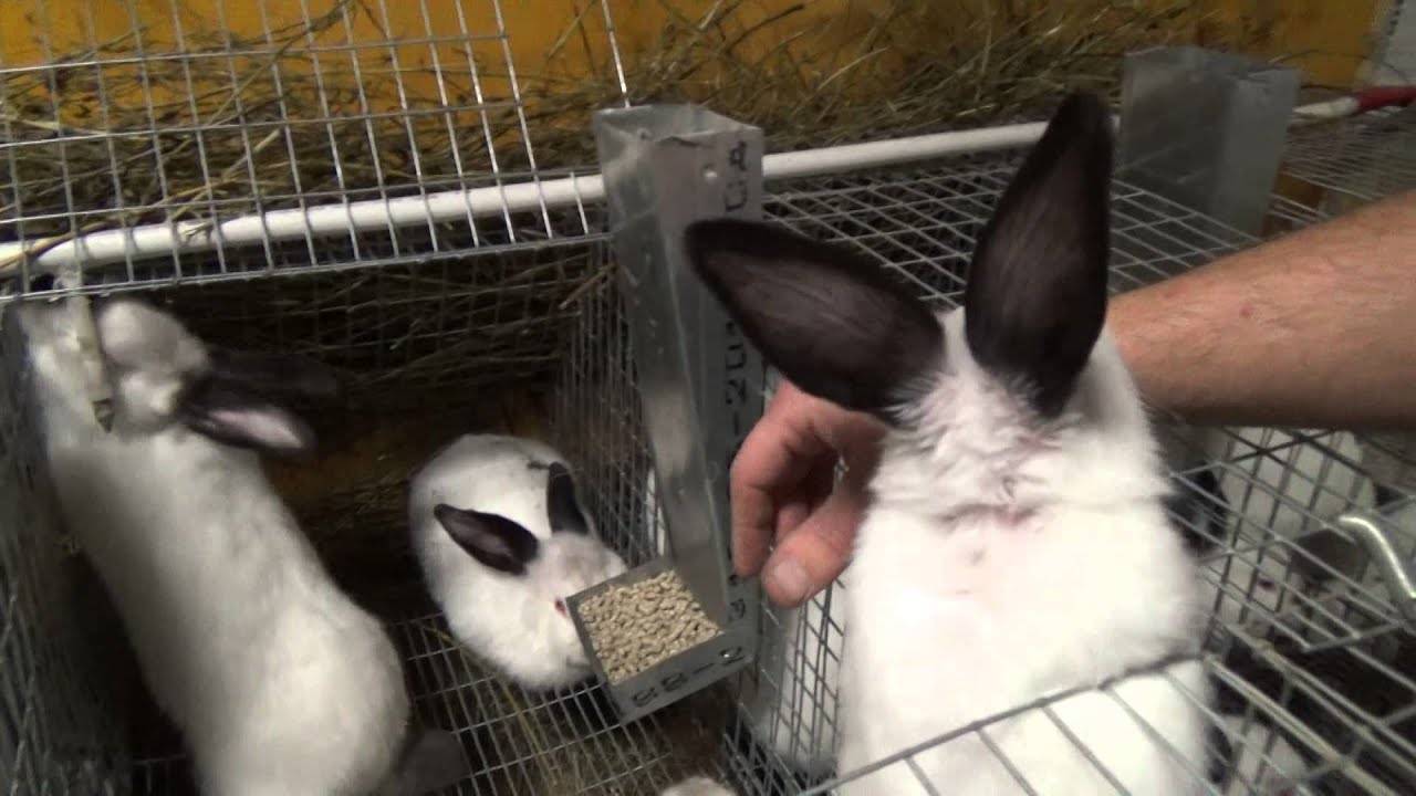 Как правильно организовать уход за декоративными кроликами в домашних условиях?