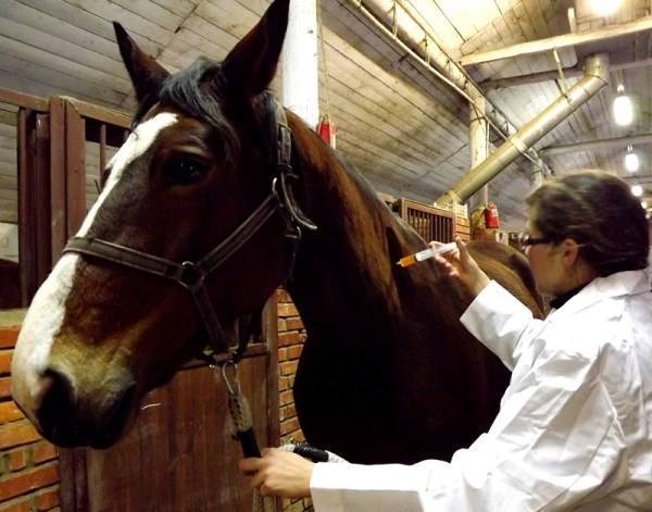 Сап у лошадей: симптомы, лечение и профилактика
