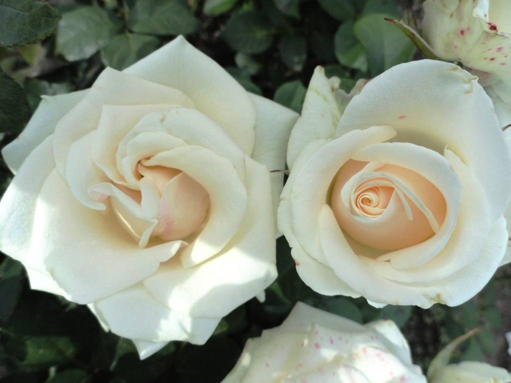 Чайно-гибридная роза: описание сортов, особенности выращивания