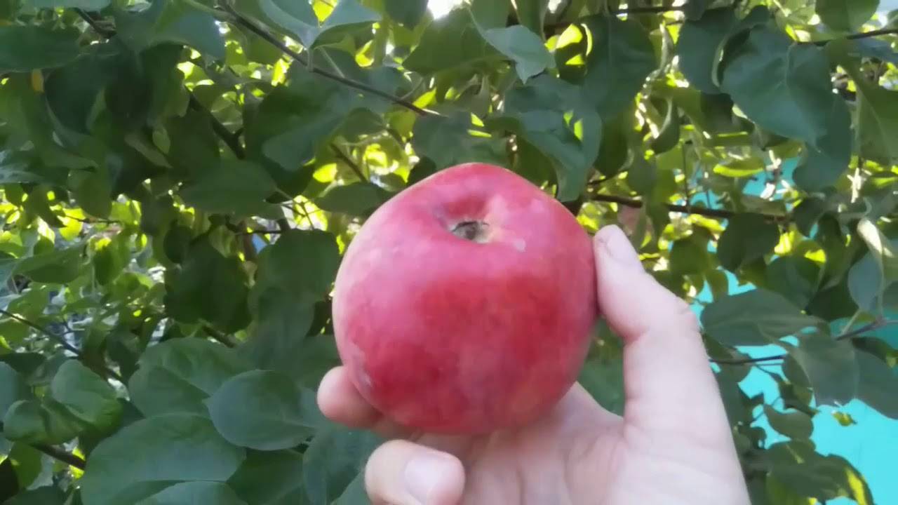 Сорт яблони синап и его разновидности: высокий урожай при минимальном уходе