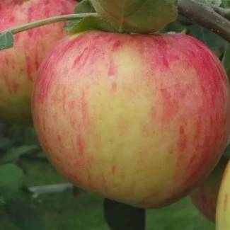 Описание яблони толунай