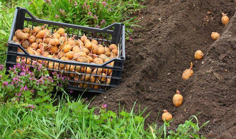 Полив и подкормка картофеля - рецепт отличного урожая