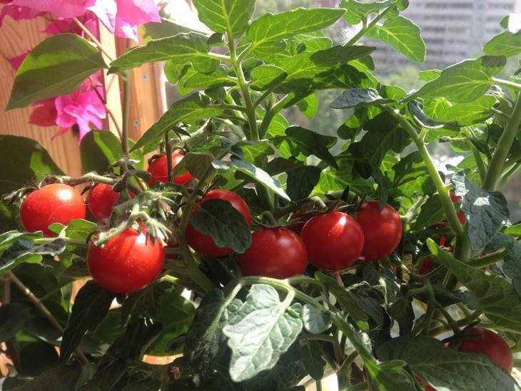 Описание сорта томата черринано его способы выращивания