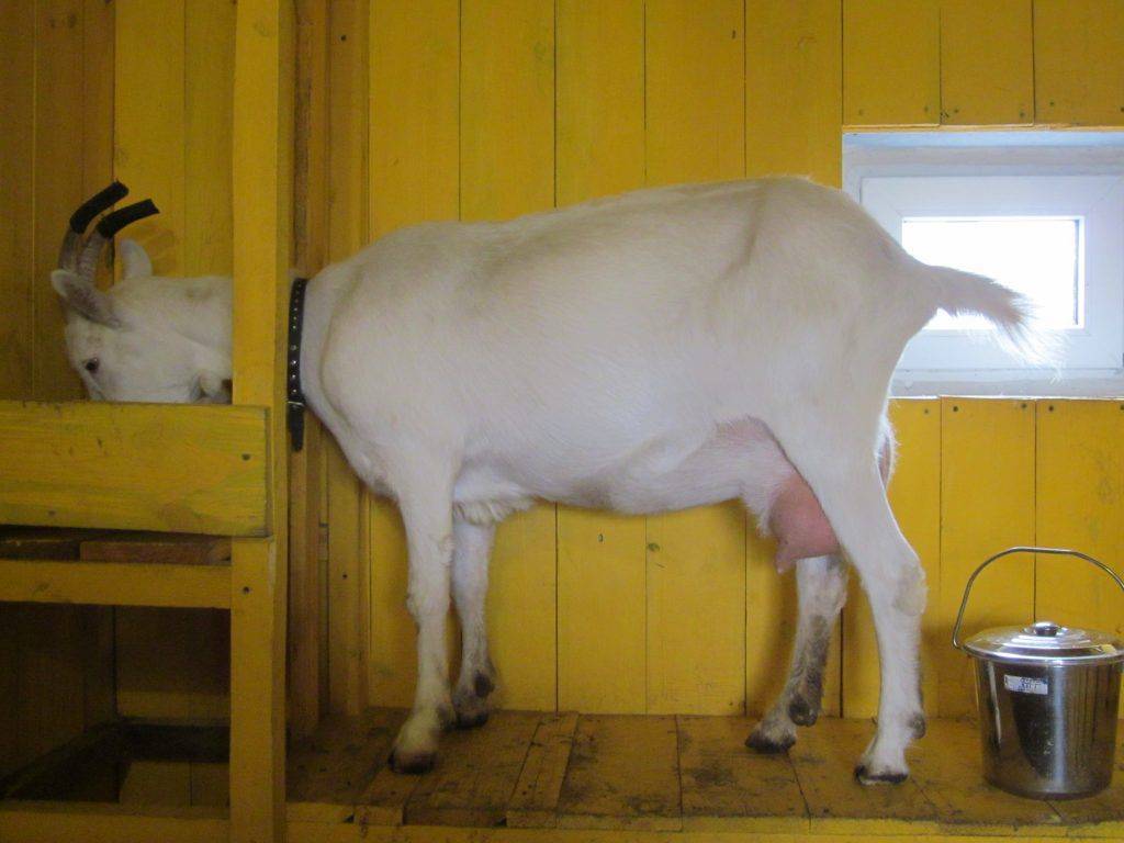 Чем кормить козу в домашних условиях. Зааненская коза молоко. Молочная коза порода зааненская. Коза дойная зааненская молочная. Лактация зааненские козы.