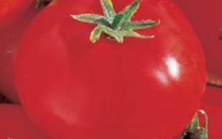 Характеристика и описание сорта томата марс f1, урожайность