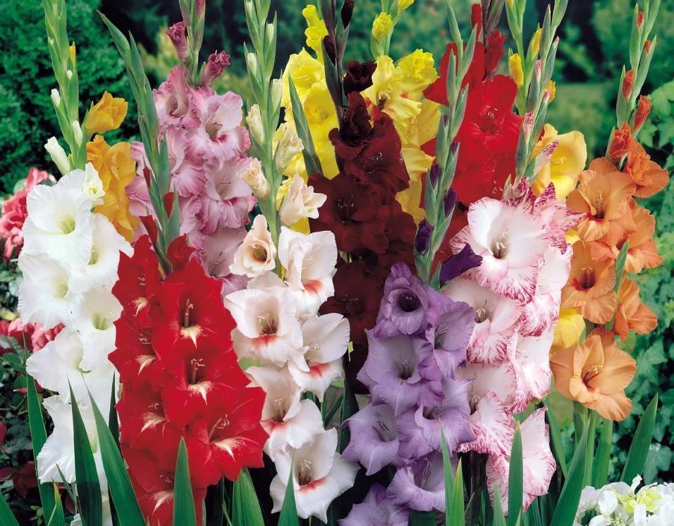 Гладиолусы, посадка и уход за очаровующими цветами в домашнем саду