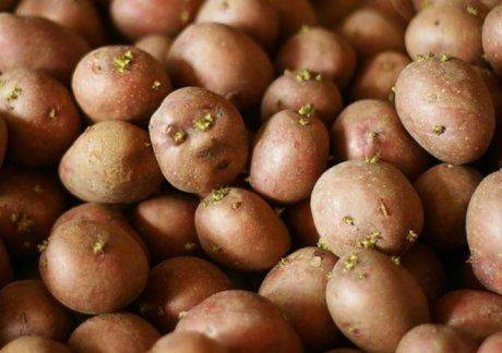 Выращивания картофеля из семян в домашних условиях, посадка и уход