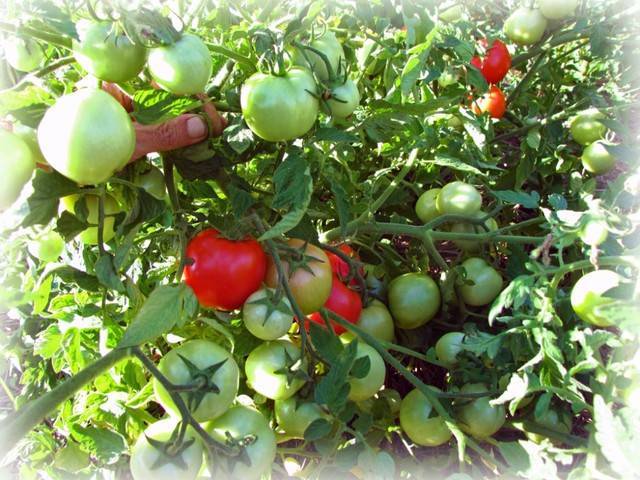 Характеристика сорта томатов «тайана»