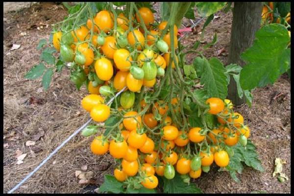 Томат ляна: характеристика и описание сорта, урожайность с фото