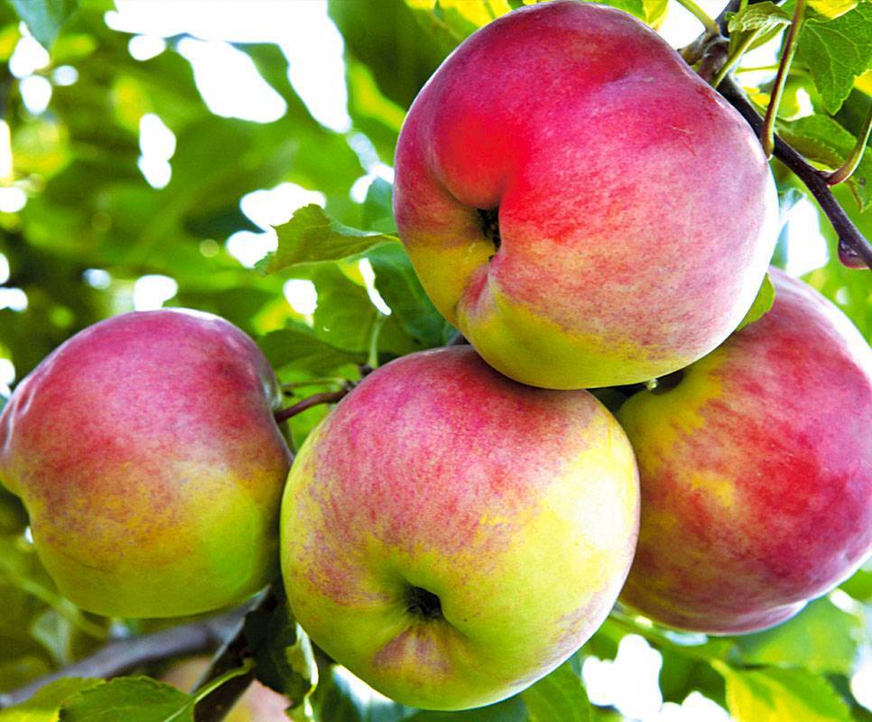 Яблоня медок: особенности сорта и ухода