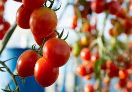 Характеристики и описание сорта томата соседская зависть f1