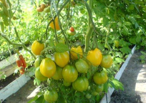 Описание и характеристика сорта томатов «чудо земли» с фото и отзывами