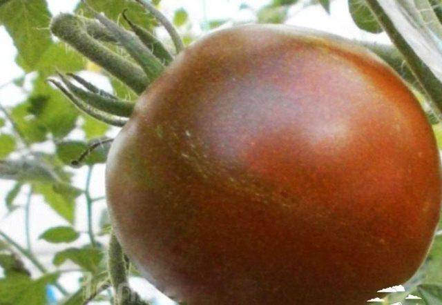 Описание томата сахар коричневый и его культивирование