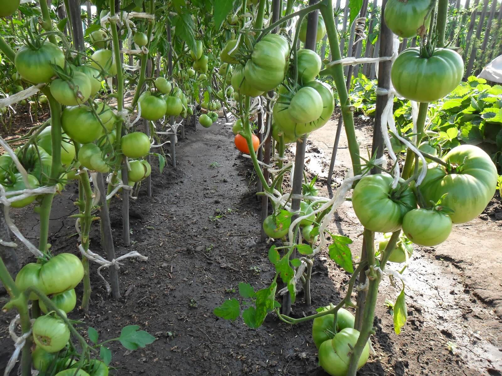 Урожайный сорт помидор сибирский тяжеловес: выращивание и уход