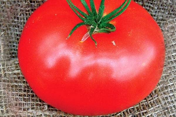 Описание сорта томата Туз, выращивание и уход
